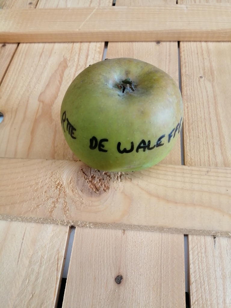 [APRWAH106] APPELBOOM  'REINETTE DE WALEFFE' RGF HOOGSTAM (Mm106, 8-10 cm)