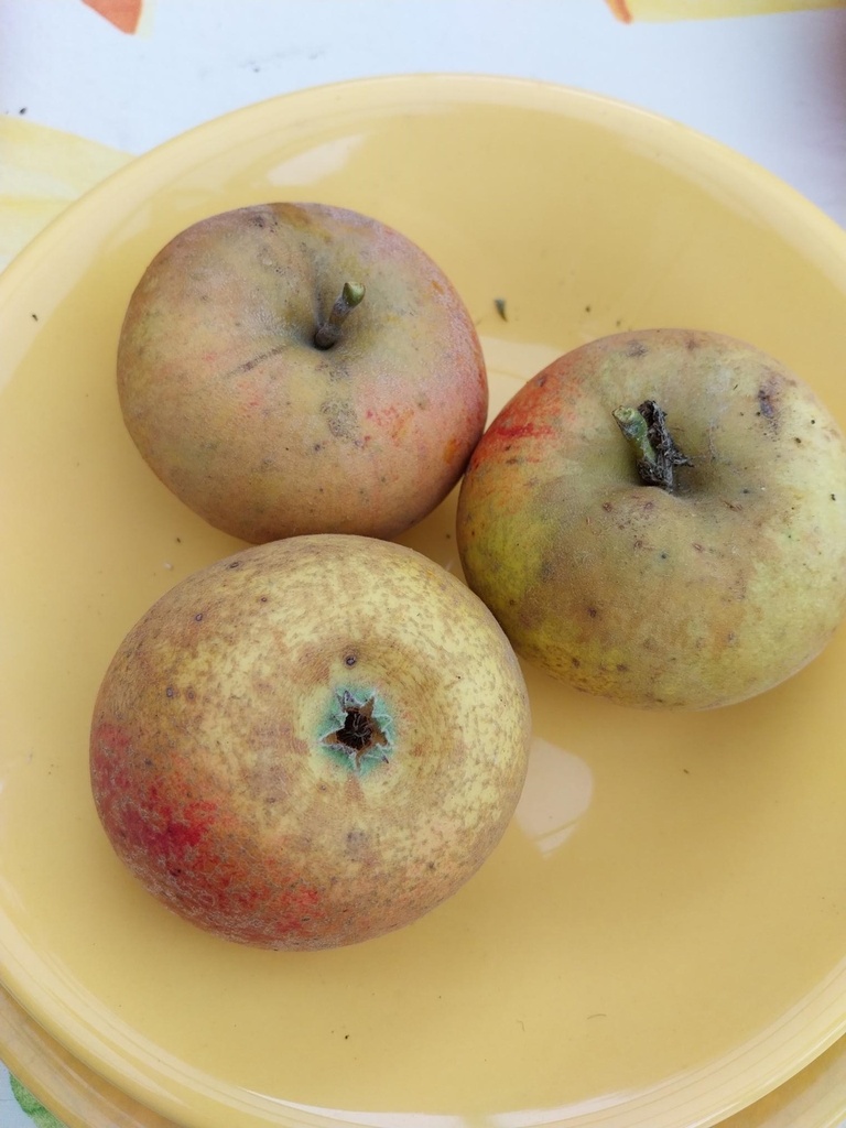 APPELBOOM  'REINETTE DESCARDRE' LAAGSTAM