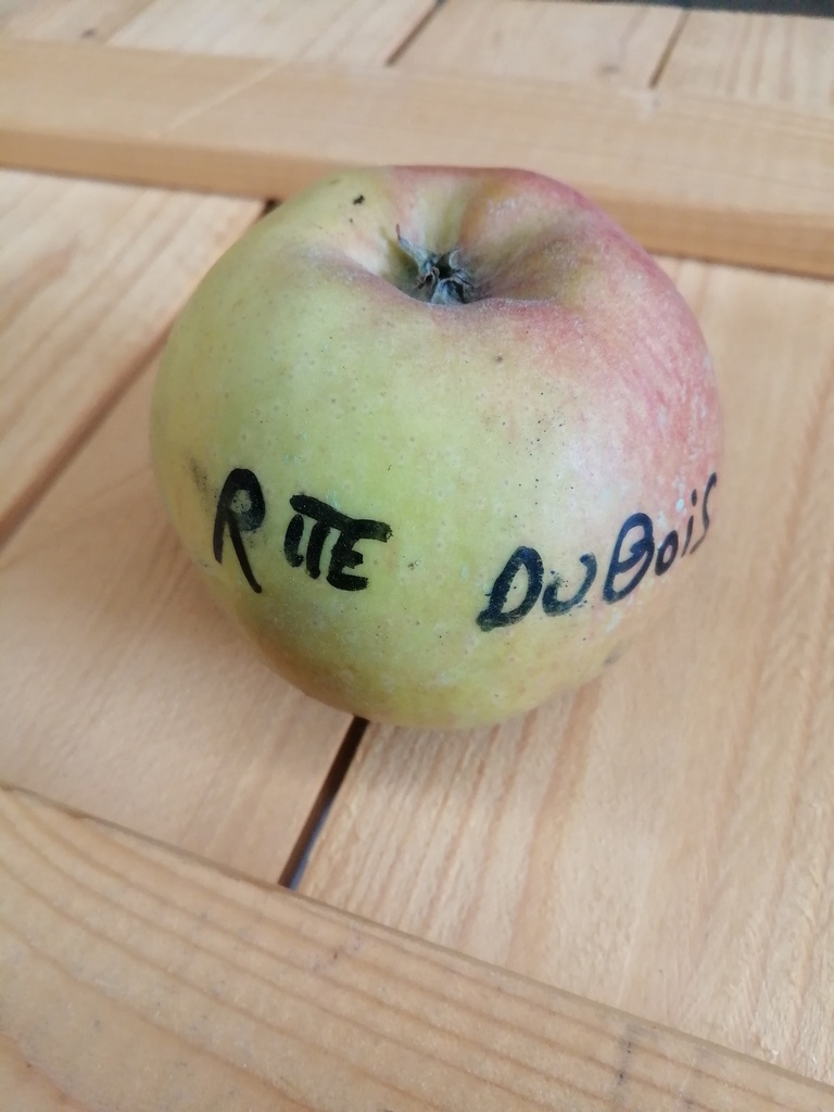 [APRDU226] APPELBOOM  'REINETTE DUBOIS' RGF LAAGSTAM (Blote wortel)