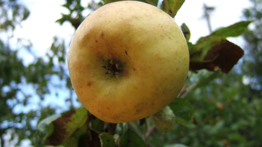 APPELBOOM  'REINETTE EVAGIL' RGF HALFSTAM