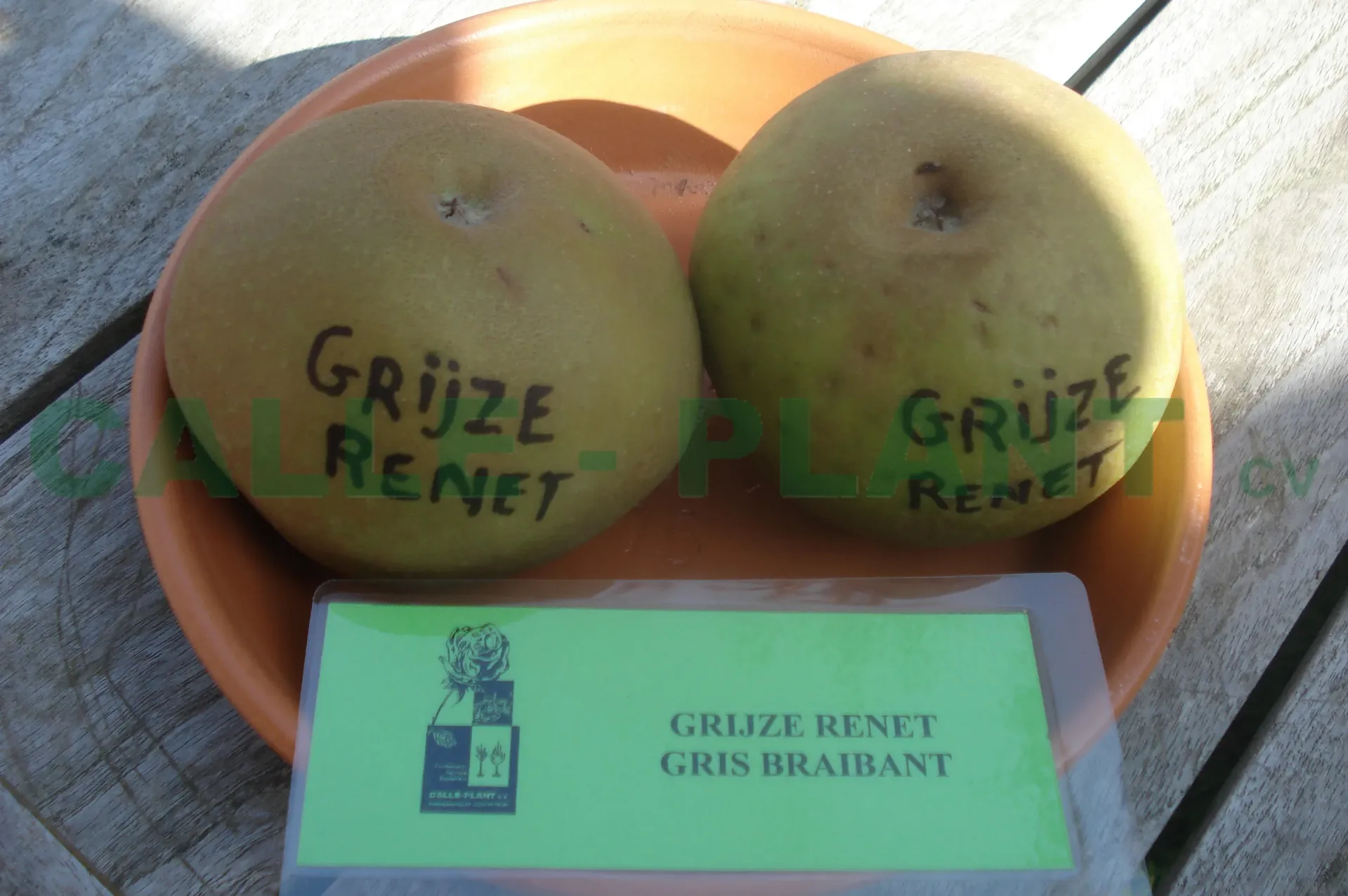 APPELBOOM  'REINETTE GRISE' RGF HALFSTAM