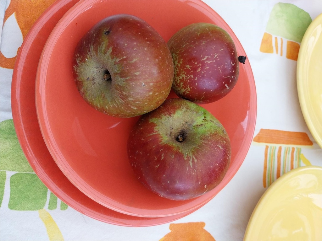 APPELBOOM  'REINETTE HERNAUT' RGF HALFSTAM