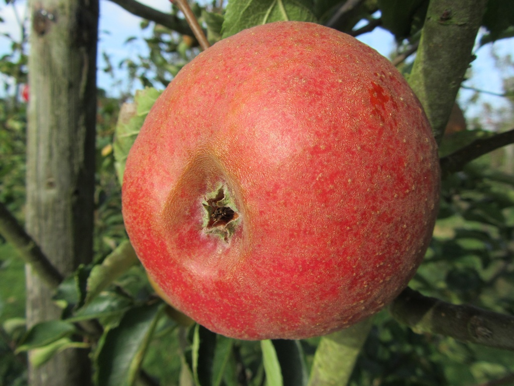 APPELBOOM REINETTE PROFESSEUR LECRENIER RGF HOOGSTAM
