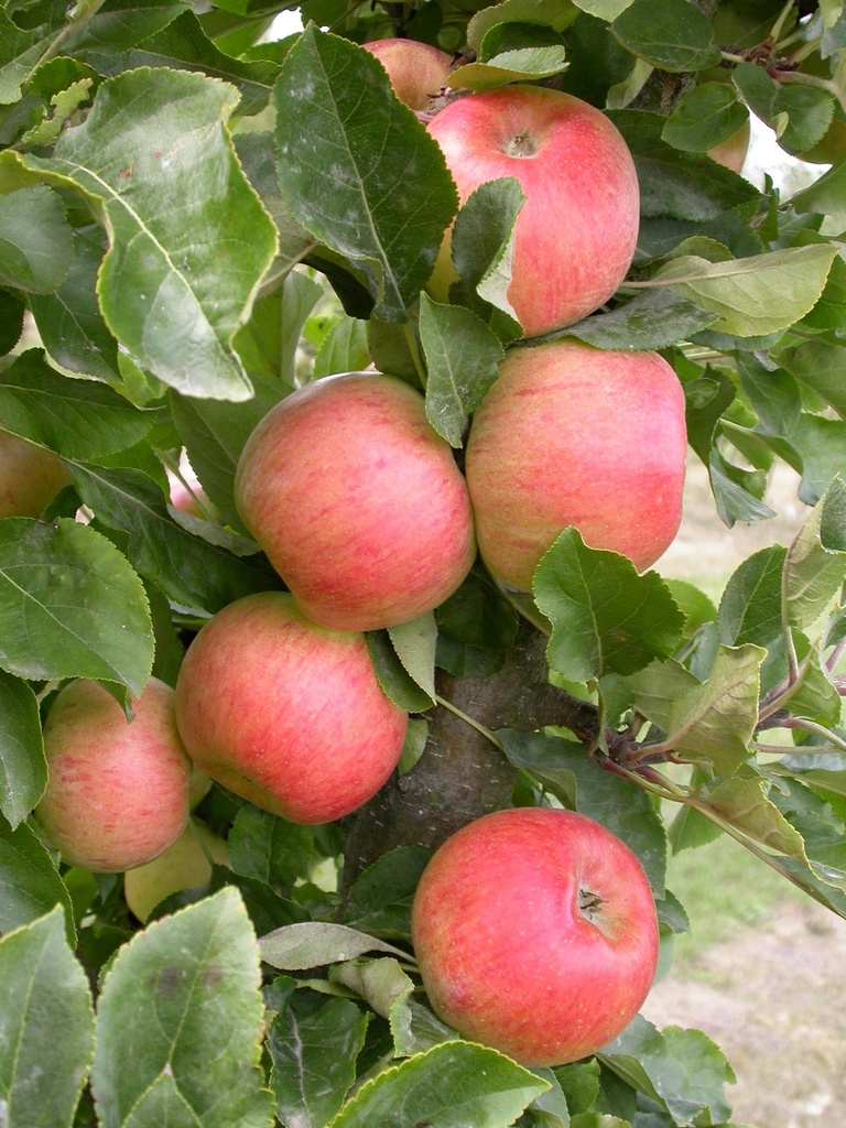 APPELBOOM  'RHAPSODIE' JAARSE SNOER