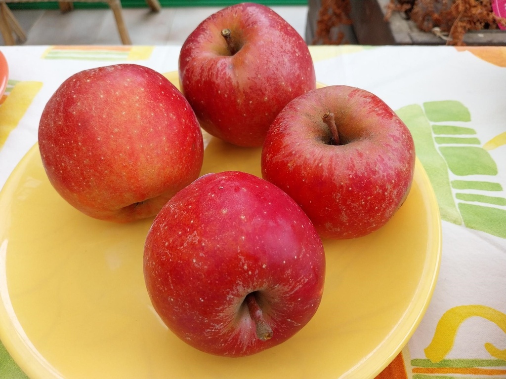 APPELBOOM  'RODE BOSKOOP (BAKKER)' JAARSE SNOER