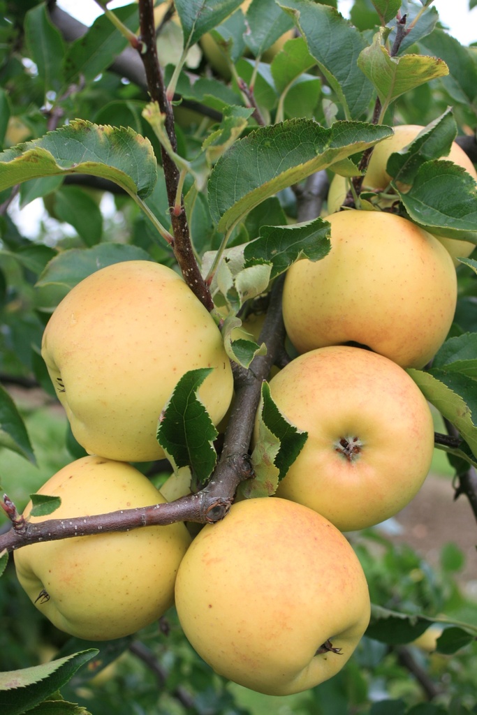[APSI29] APPELBOOM  SIRIUS (R) LAAGSTAM (M9, Blote wortel)