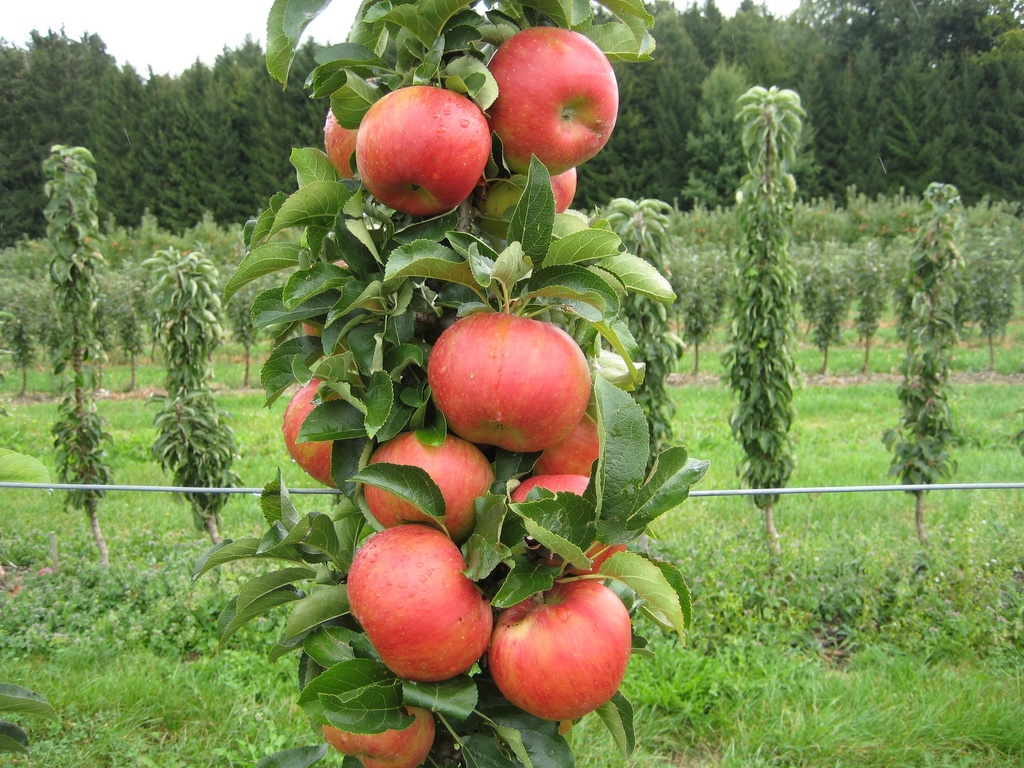 APPELBOOM  'SONATE' JAARSE SNOER