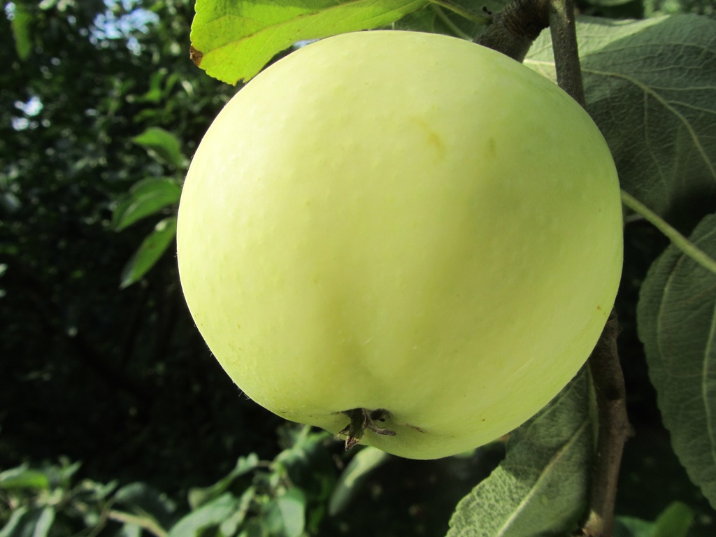 POMMIERSBOOM  OOGSTPOMMIERS BASSE-TIGE