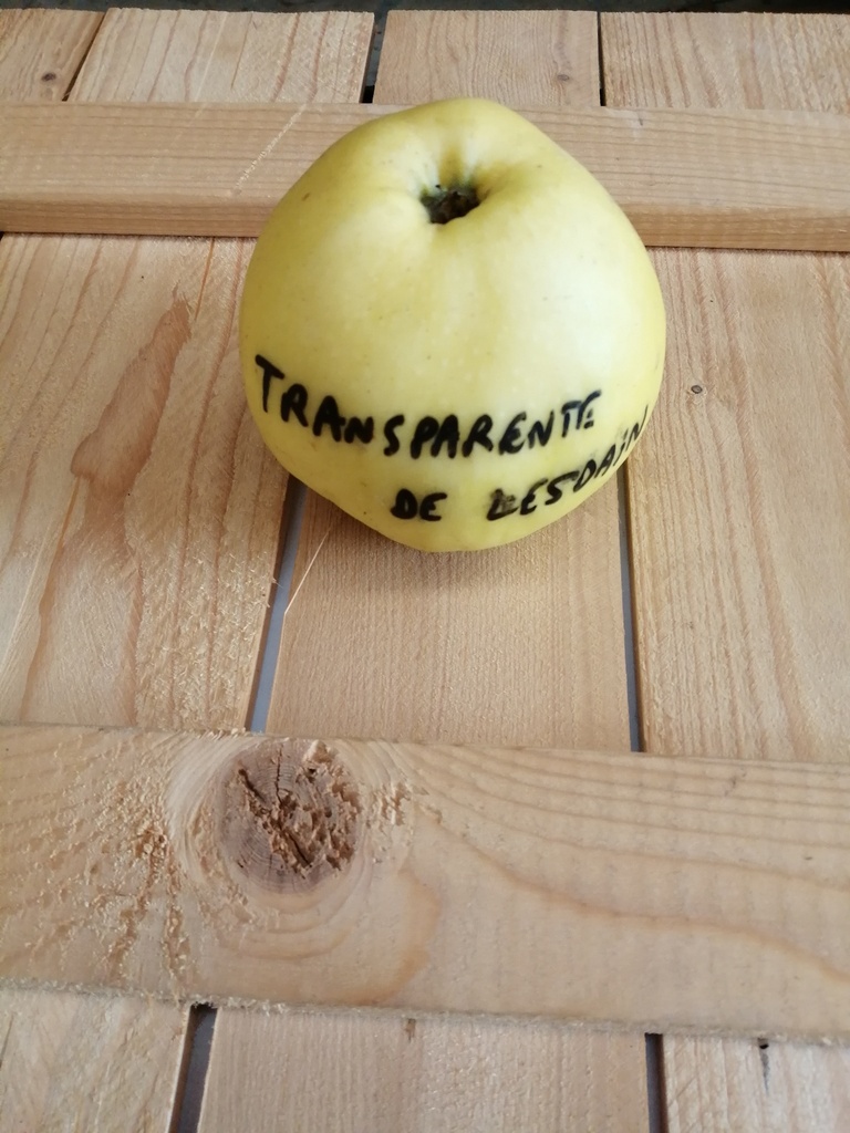 [APTLEH106] POMMIERSBOOM  'TRANSPARENTE DE LESDAIN' RGF HAUT-TIGE (Mm106, 8-10 cm)