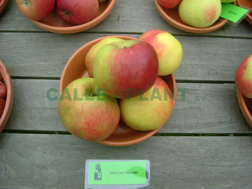 [APTMEHA26] POMMIERSBOOM  'TREZEKE MEYERS' DEMI-TIGE (M26, Racines nues, 6-8 cm)