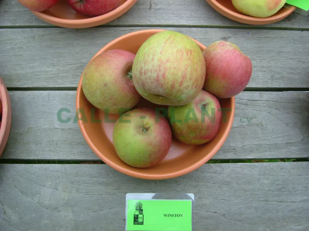 [APWIH106] APPELBOOM 'WINSTON' HOOGSTAM (Mm106, 8-10 cm)