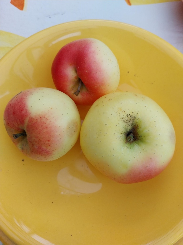 [APWIN29] POMMIERSBOOM  'WINTER BANANA' BASSE-TIGE (M9, Racines nues)