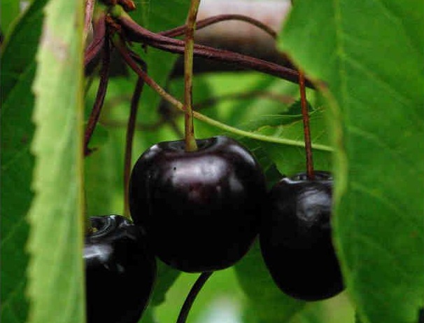 KERSENBOOM 'ANNA BELLA' LAAGSTAM
