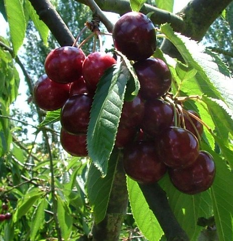 KERSENBOOM 'BIGARREAU GHIJSSENS' RGF LAAGSTAM