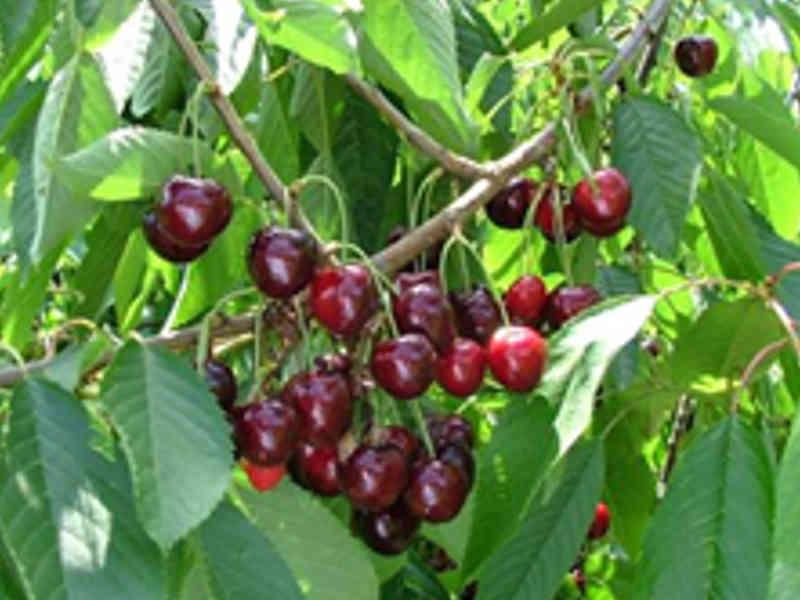 KERSENBOOM 'CASTOR' HOOGSTAM