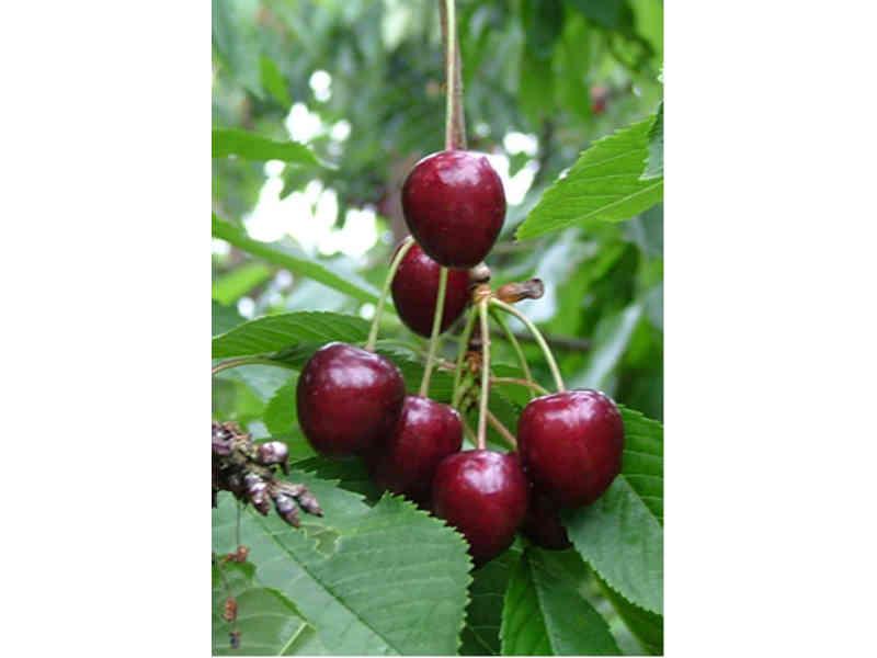 KERSENBOOM 'KORDIA' LAAGSTAM