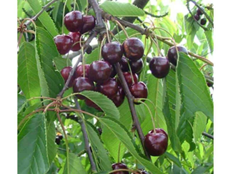 KERSENBOOM 'REGINA' HALFSTAM