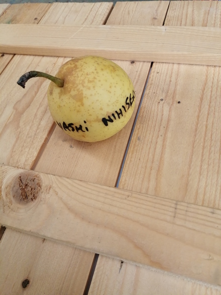 [NANI2P] NASHI 'NIJISSEIKI' LAAGSTAM (Kwee A, Blote wortel)