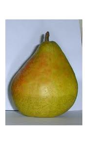 PERENBOOM 'ANANAS DE COURTRAI' HOOGSTAM