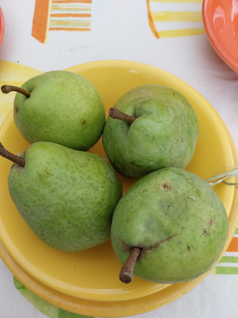 PERENBOOM 'BEURRÉ ALEXANDRE LUCAS' HALFSTAM