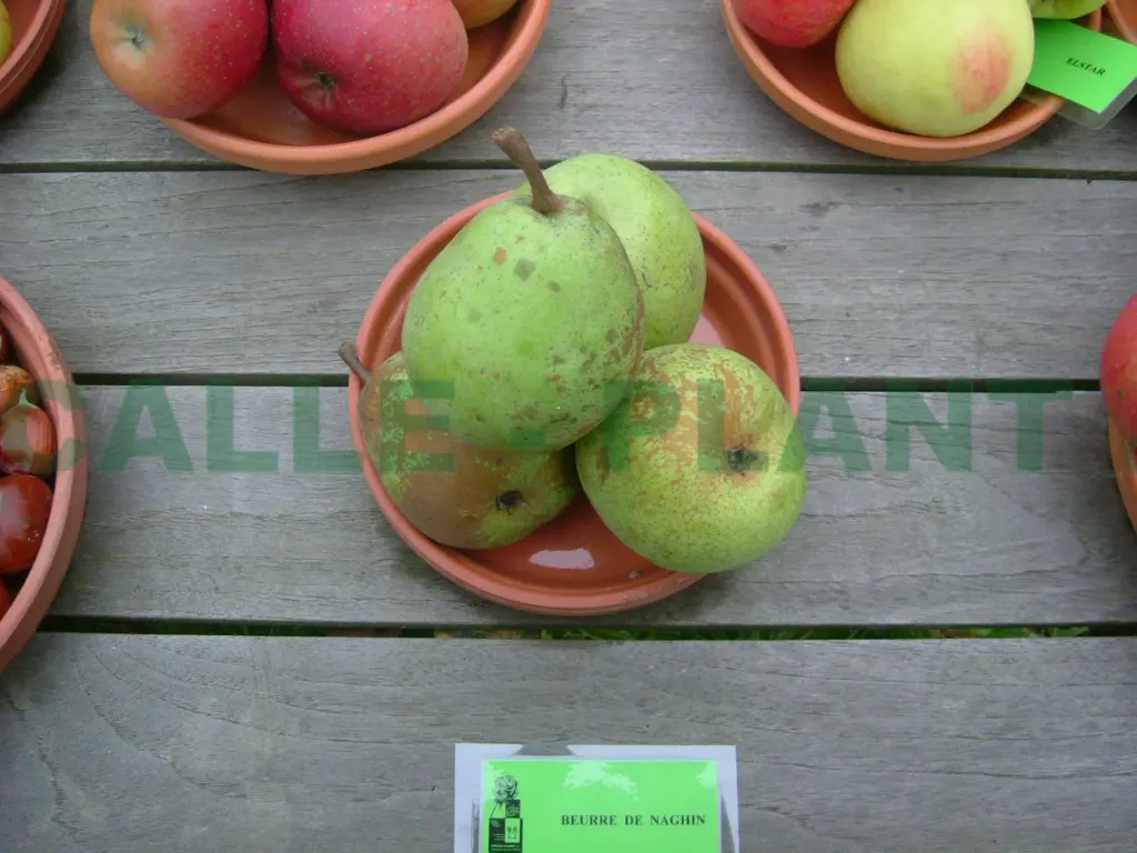 PERENBOOM 'BEURRE DE NAGHIN' LAAGSTAM