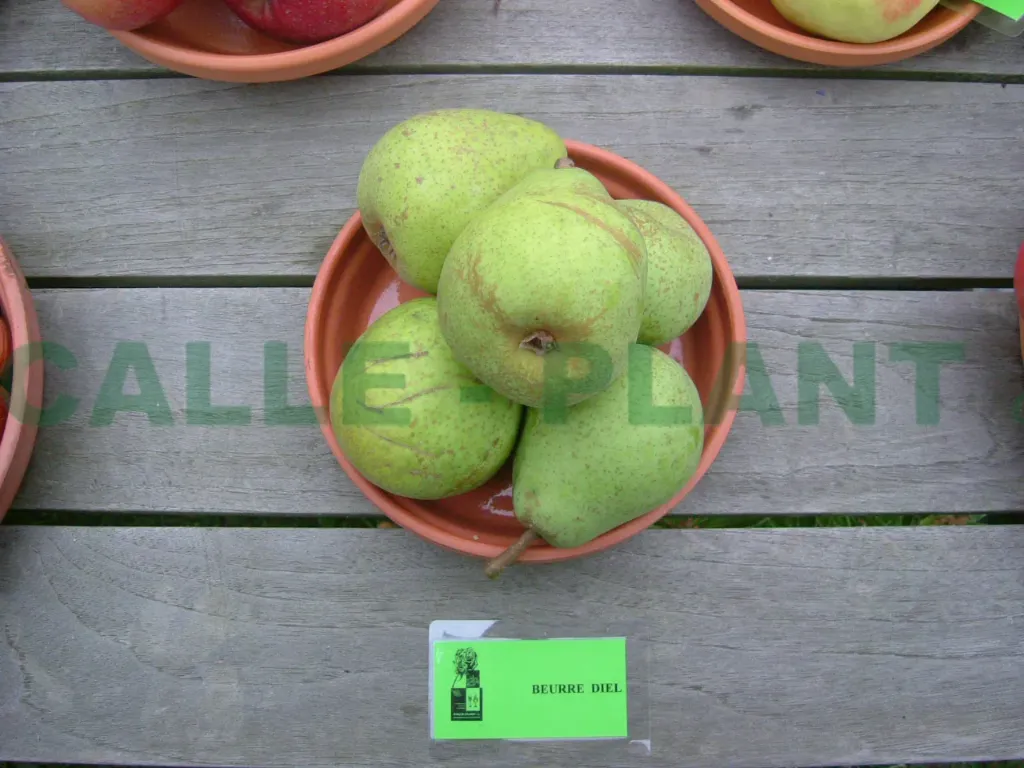 PERENBOOM 'BEURRÉ DIEL' HALFSTAM