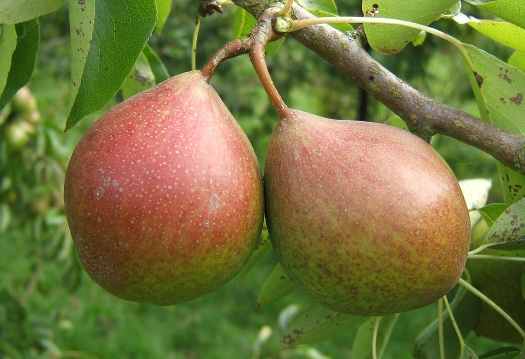 PERENBOOM BEURRE DILLY RGF HALFSTAM