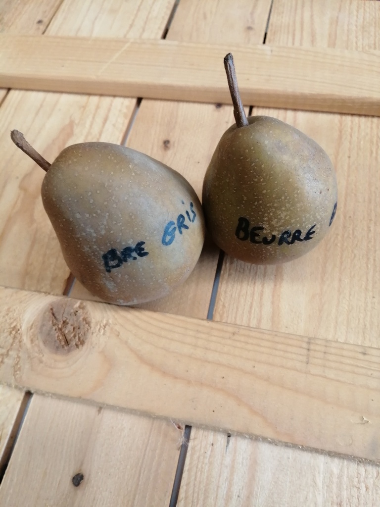 PERENBOOM 'BEURRÉ GRIS' HOOGSTAM