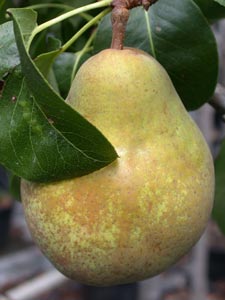 PERENBOOM 'BEURRÉ HARDY' HOOGSTAM