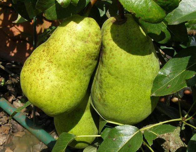 PERENBOOM 'BEURRÉ LEBRUN' JAARSE SNOER