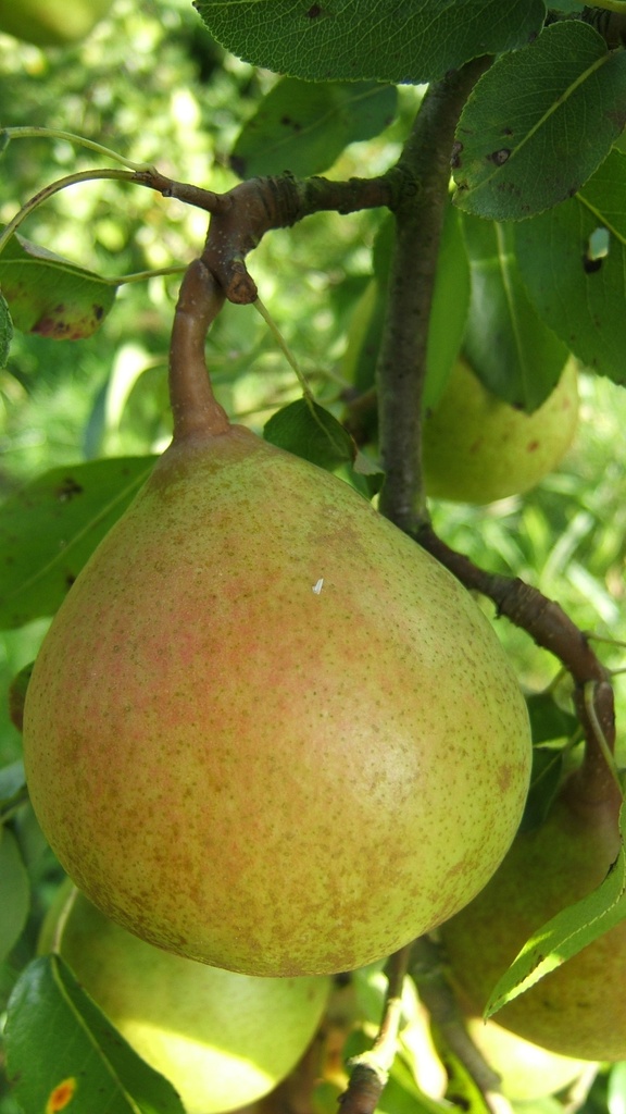 [PEBSUH] PERENBOOM 'BEURRÉ SUPERFIN' HOOGSTAM (8-10 cm)