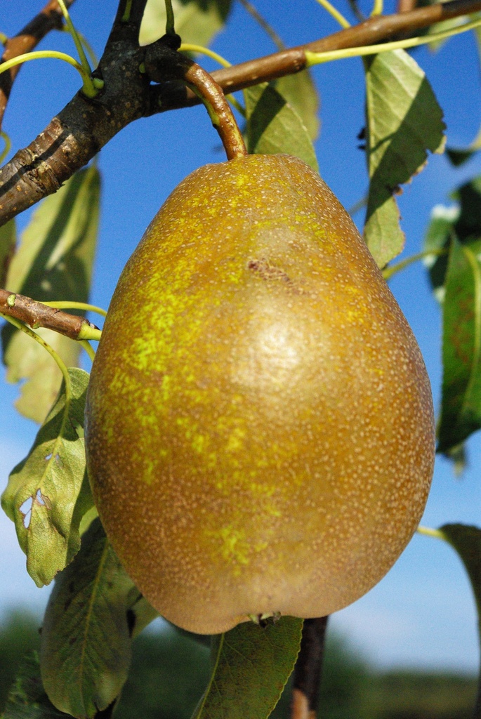 PERENBOOM 'BRONZE D'ENGHIEN' RGF LAAGSTAM