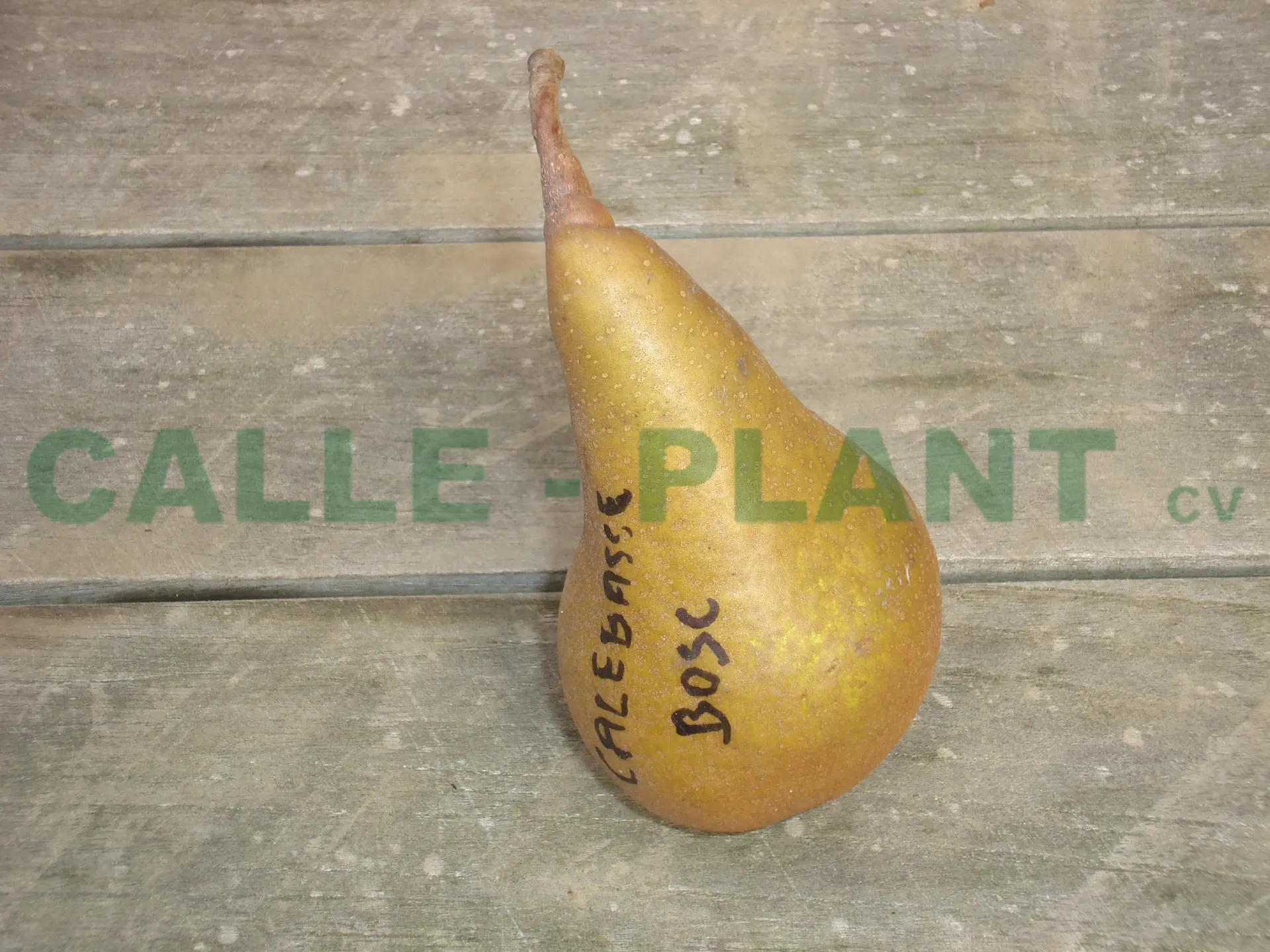 PERENBOOM 'CALEBASSE BOSC' JAARSE SNOER
