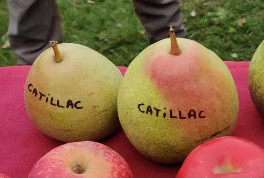 PERENBOOM 'CATILLAC' HALFSTAM