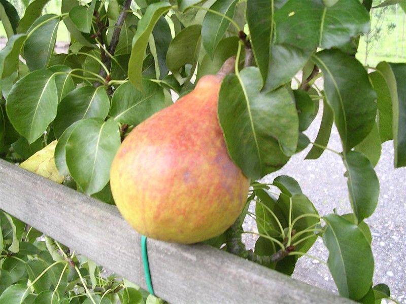 PERENBOOM 'CLAPP'S FAVOURITE' JAARSE SNOER