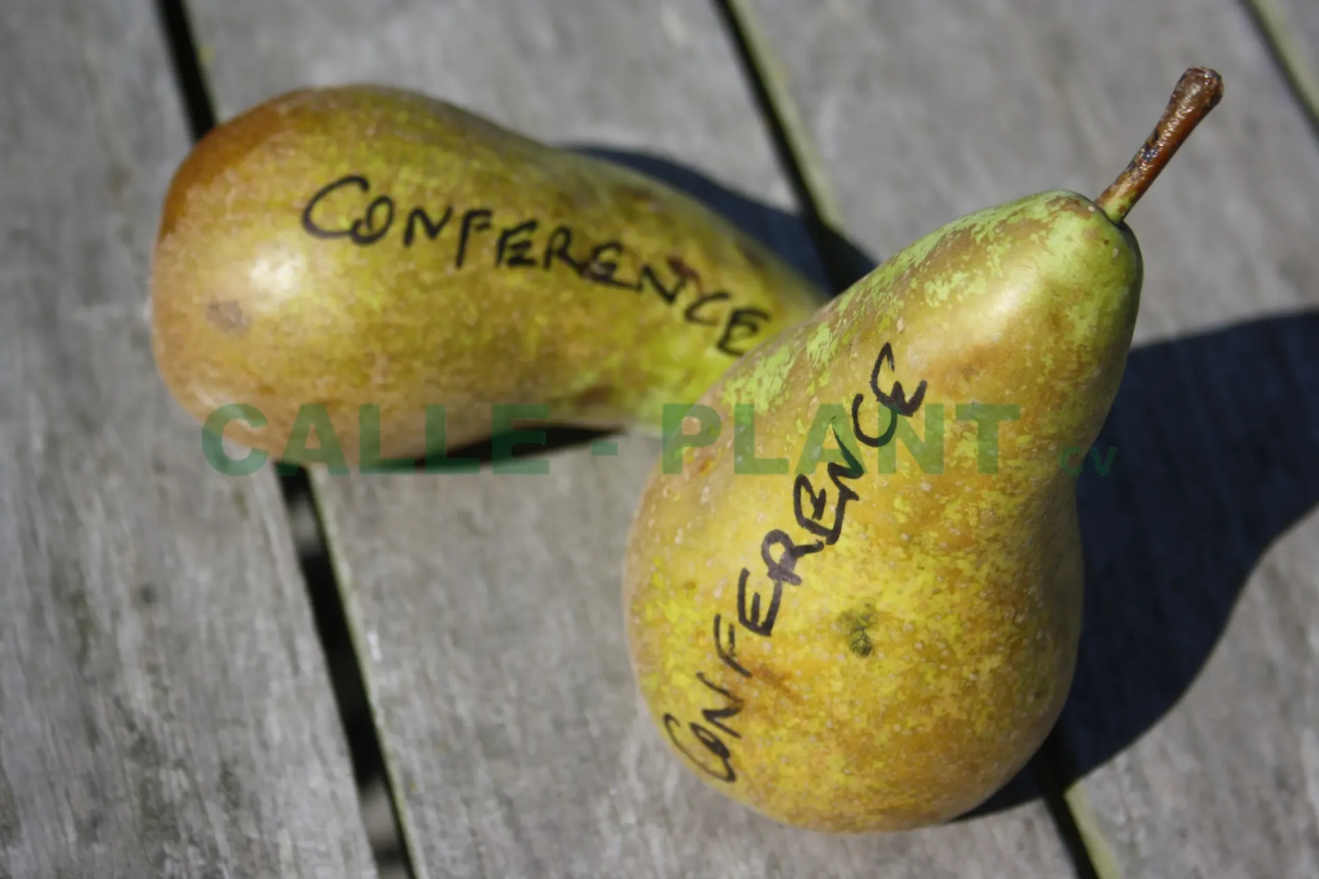 PERENBOOM 'CONFERENCE' JAARSE SNOER