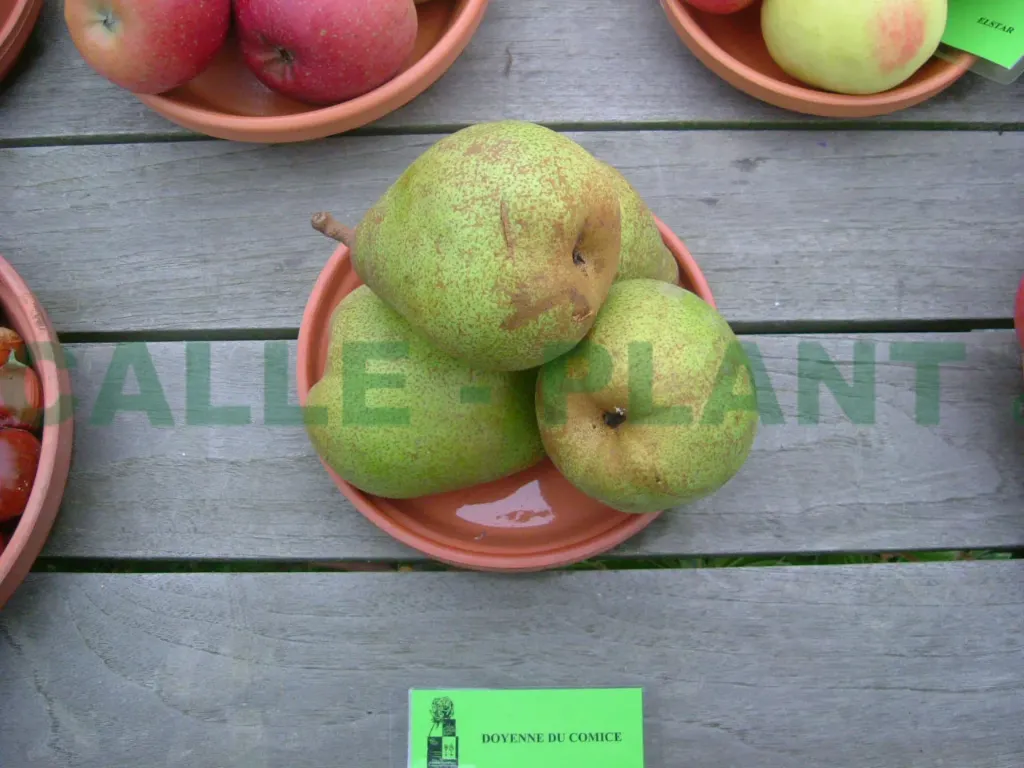 PERENBOOM 'DOYENNÉ DU COMICE' HALFSTAM