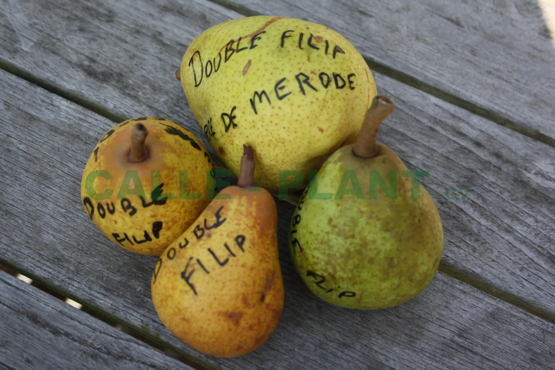 PERENBOOM 'DUBBEL FLIP' HOOGSTAM