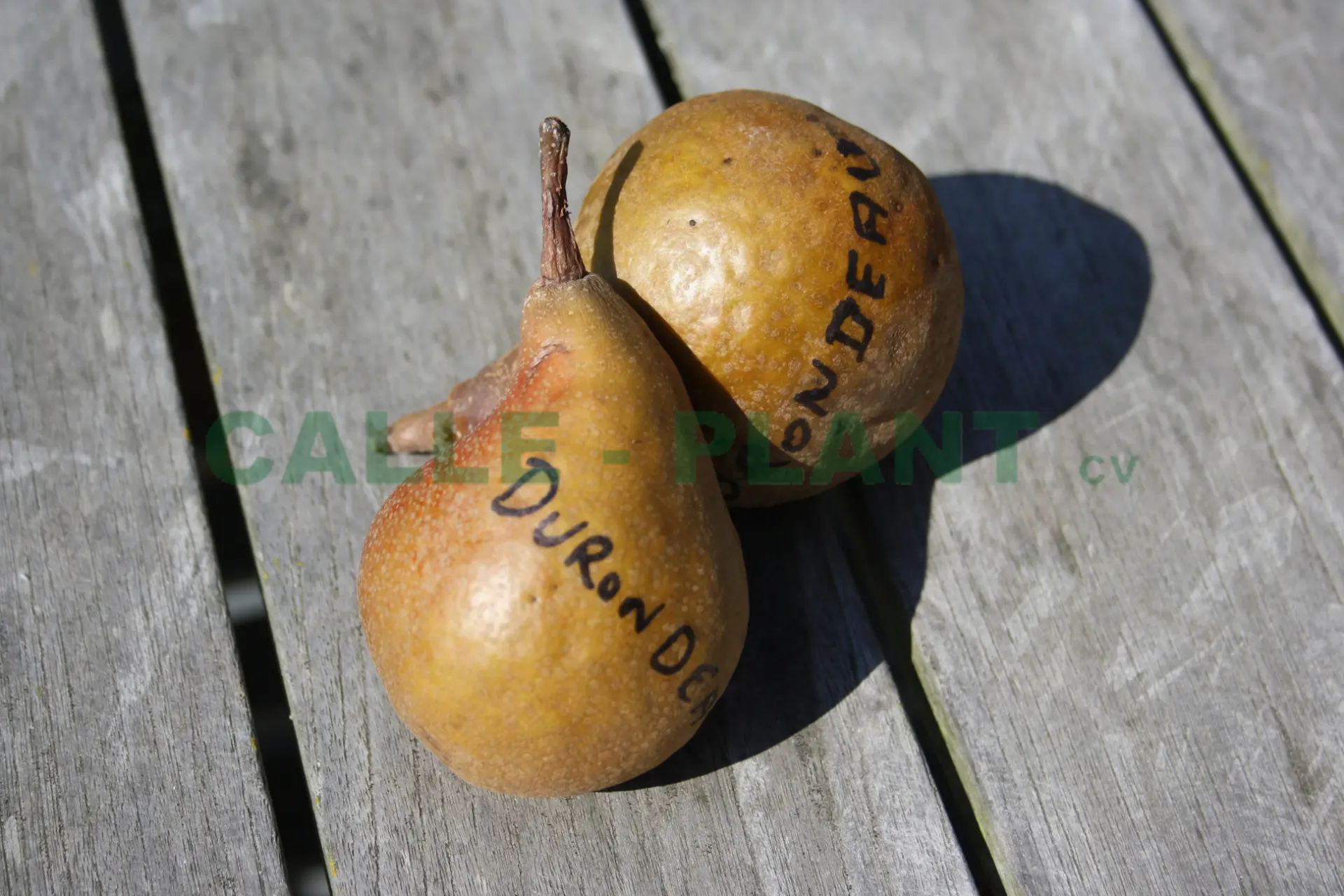 PERENBOOM 'DURONDEAU' HOOGSTAM