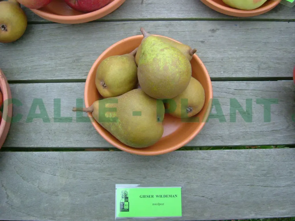 PERENBOOM 'GIESER WILDEMAN' HOOGSTAM