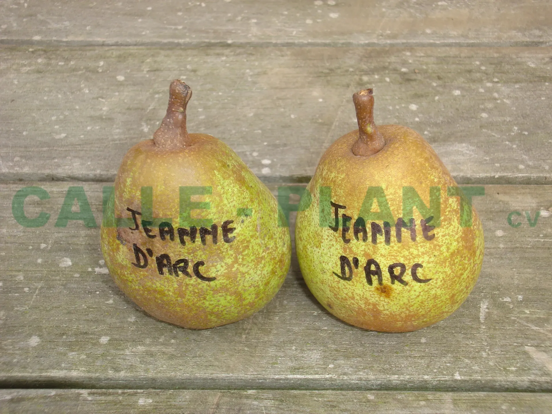 PERENBOOM 'JEANNE D'ARC' HOOGSTAM