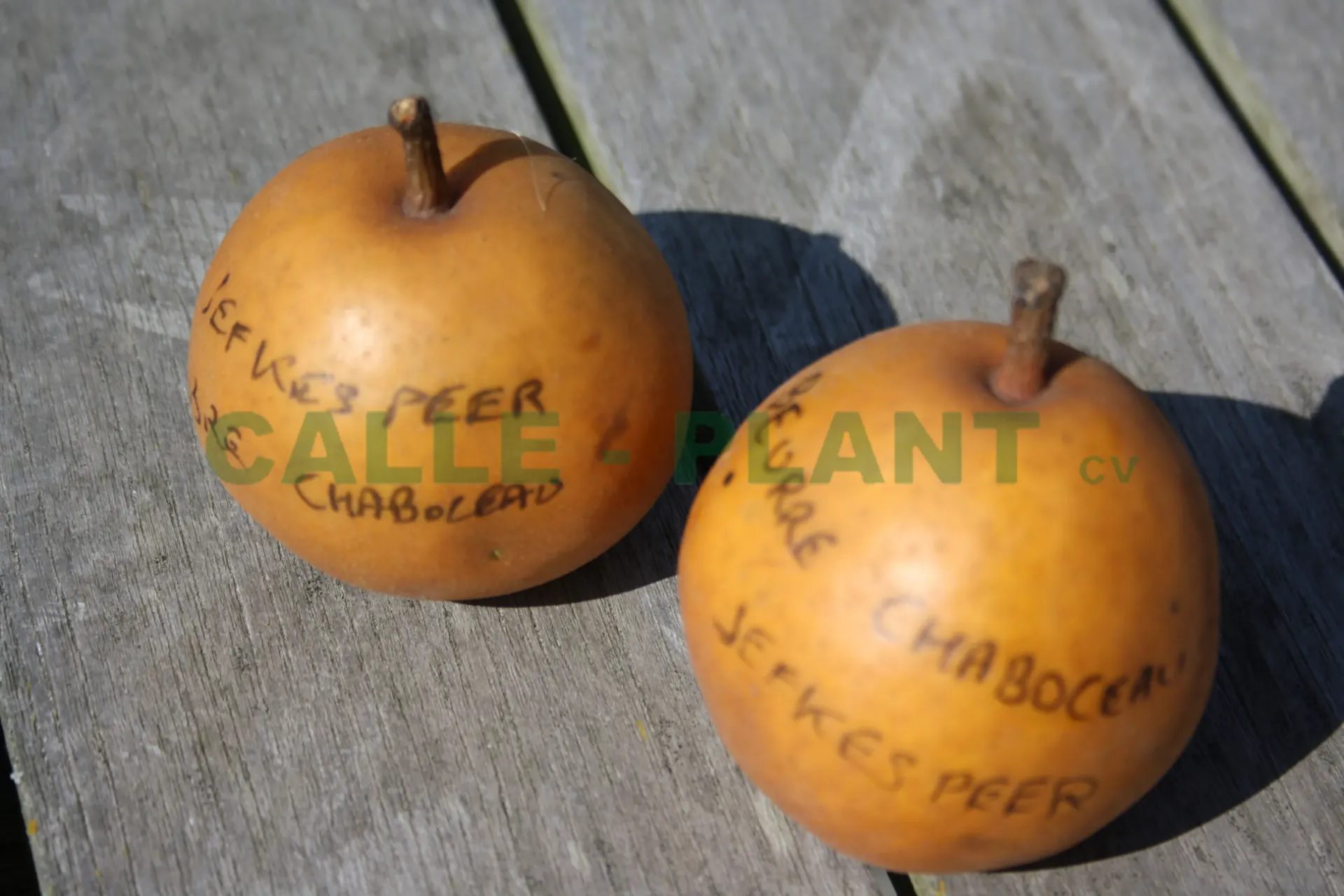 PERENBOOM 'JEFKESPEER' LAAGSTAM