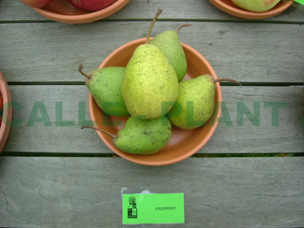 PERENBOOM 'LEGIPONT' LAAGSTAM