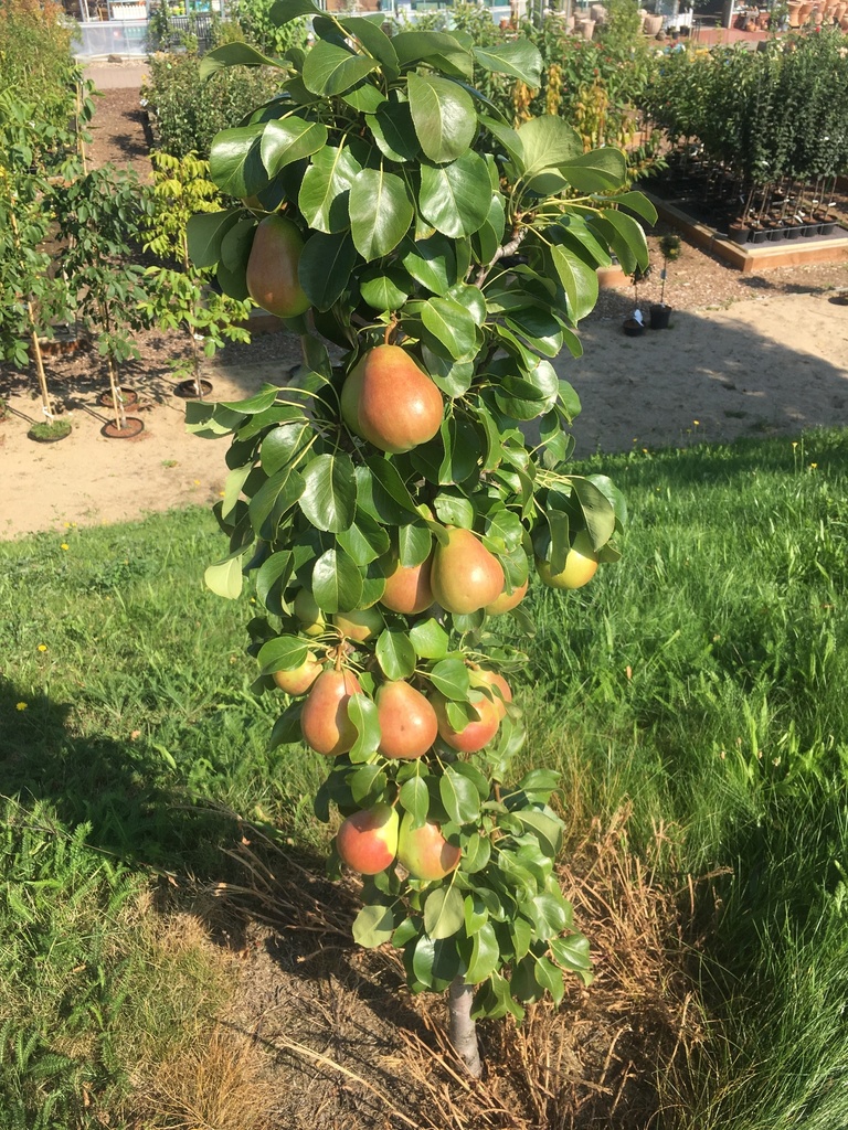 PERENBOOM 'OBELISK' HALFSTAM