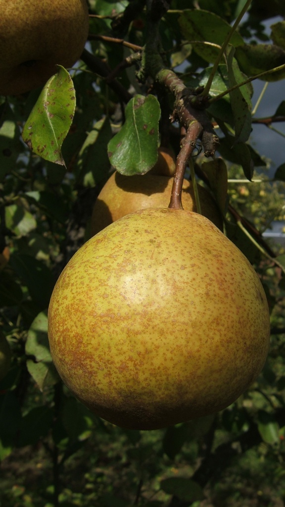 POIRIER POIRE DE GROS RGF SCION D'UN AN