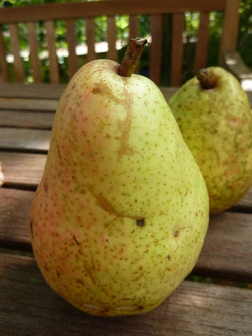 PERENBOOM 'PRÉCOCE DE TRÉVOUX' HOOGSTAM