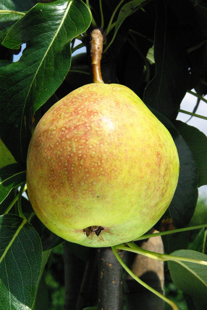 PERENBOOM 'PRECOCE HENIN' RGF HOOGSTAM