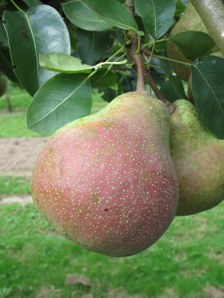 PERENBOOM 'SAINT MATHIEU' RGF HALFSTAM