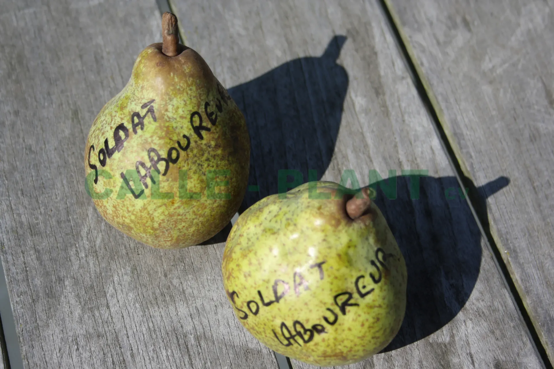 [PESLA2] PERENBOOM 'SOLDAT LABOUREUR' LAAGSTAM (Kwee A, Blote wortel)