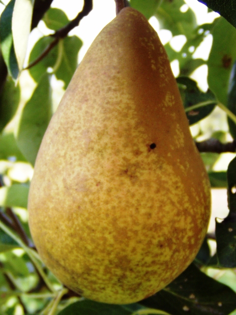 [PETVIH] PERENBOOM 'TRIOMPHE DE VIENNE' HOOGSTAM (8-10 cm)